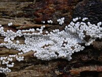 Trichia scabra 8, Gezellig draadwatje, Saxifraga-Luuk Vermeer