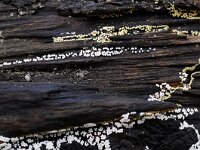 Trichia varia 12, Fopdraadwatje, Saxifraga-Luuk Vermeer