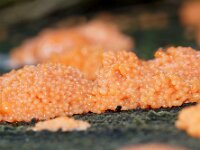 Tubifera ferruginosa 2, Rossig buiskussen, Saxifraga-Foto Fitis-Sytske Dijksen