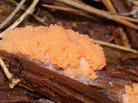 Tubifera ferruginosa 3, Rossig buiskussen, Saxifraga-Foto Fitis-Sytske Dijksen