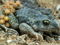 Alytes obstetricans 1, Vroedmeesterpad, male with eggs, Saxifraga-Edo van Uchelen