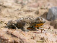 Bombina variegata 3, Geelbuikvuurpad, Saxifraga-Mark Zekhuis