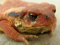 Bufo bufo 25, Gewone pad, Saxifraga-Rudmer Zwerver