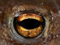 Bufo bufo 42, Gewone pad, Saxifraga-Luc Hoogenstein