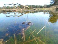 Bufo bufo 43, Gewone pad, Saxifraga-Mark Zekhuis