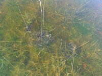 Bufo bufo 45, Gewone pad, Saxifraga-Mark Zekhuis