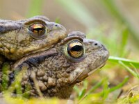 portret parende padden  Amplexing couple of Common Toad (Bufo bufo) during mass migration : Bufo bufo, Netherlands, amphibian, amplex, amplexus, animal, background, blurred, bokeh, breeding, brown, bufo, bumpy, closeup, common, couple, creature, creepy, defocus, ecosystem, environment, europe, european, fauna, female, fertilization, frog, grass, green, habitat, love, macro, male, march, mate, natural, nature, pair, partner, reproduce, reproduction, sex, shine, slime, spring, toad, together, two, wild, wildlife