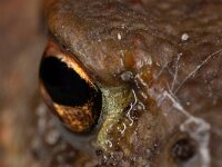 Bufo bufo 61, Gewone pad, Saxifraga-Luc Hoogenstein