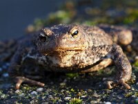 Bufo bufo 77, Gewone pad, Saxifraga-Hans Dekker