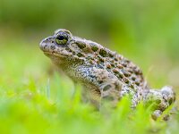 Green toad in Grass  Daring Green toad (Bufotes viridis) Looking from grass in a backyard lawn on a sunny day with bright colors : Bufotes, Pseudepidalea, amphibian, animal, background, big, bold, brown, bufo, cheeky, closeup, colorful, common, cute, daring, detail, environment, europe, european, eye, fat, fauna, forest, frog, grass, greece, green, impudent, jump, large, looking, macro, moss, natural, nature, portrait, reptile, slimy, small, summer, toad, tropical, ugly, virdis, viridis, warty, watching, wet, wild, wildlife