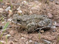 Bufotes viridis 7, Groene pad, Saxifraga-Mark Zekhuis