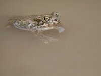 Bufotes viridis sitibundus 41, Oostelijke groene pad, Saxifraga-Tom Heijnen