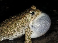 Epidalea calamita 10, Rugstreeppad, Saxifraga-Edo van Uchelen