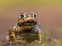 Natterjack toad on front legs  Natterjack toad (Epidalea calamita) standing on front legs to look further in the distance. With shallow DOF : Bufotes, Epidalea, amphibian, animal, background, big, bold, brave, bright, brown, bufo, calamita, cheeky, closeup, colorful, common, cute, daring, environment, europe, european, eye, fat, fauna, fearless, frog, frogs, green, grey, habitat, impudent, jump, looking, macro, natterjack, natural, nature, portrait, reckless, small, summer, toad, ugly, warty, watching, water, wild, wildlife, yellow