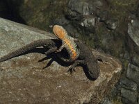 Euproctus asper 10, Pyreneeenbeeksalamander, Saxifraga-Willem van Kruijsbergen