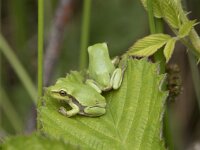 Hyla arborea 100, Boomkikker, juv, Saxifraga-Willem van Kruijsbergen