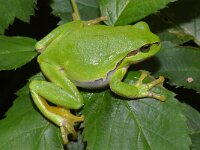 Hyla arborea 11, Boomkikker, Saxifraga-Kees Marijnissen