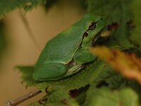 Hyla arborea 70, Boomkikker, Saxifraga-Bas Klaver