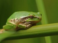 Hyla meridionalis 7, Mediterrane boomkikker, Saxifraga-Mark Zekhuis