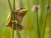 Climbing Green tree frog looking in camera  Side view of Tree frog (Hyla arborea) climbing in common rush (juncus effusus) and looking in camera : adorable, amphibian, animal, arborea, background, branch, bulrush, climb, close, croaking, cute, ecology, environment, europe, european, eye, fauna, feeling, friend, friendly, frog, funny, garden, greece, green, happy, hide, hyla, little, look, looking, love, lovely, macro, natural, nature, optimistic, peek, perch, rush, sit, small, spring, thinking, thoughtful, toad, tree, up, wild, wildlife