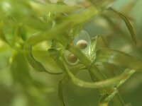 Lissotriton vulgaris 14, Kleine watersalamander, Saxifraga-Kees Marijnissen