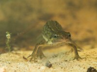 female newt lissotriton vulgaris frontal view  newt submersed in water : Lissotriton, Netherlands, algae, amphibian, animal, aqua, aquarium, aquatic, bottom, canal, colorful, common, ditch, dutch, eft, fauna, female, freshwater, girl, gravel, grit, lizard, natural, nature, newt, pebbles, reptile, salamander, skink, spring, springtime, submerse, submersed, summer, triton, underwater, vulgaris, water, wildlife, woman, zoo