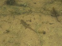 Lissotriton vulgaris 55, Kleine watersalamander, Saxifraga-Willem van Kruijsbergen