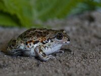 Pelobates fuscus 25, Knoflookpad, Saxifraga-Mark Zekhuis