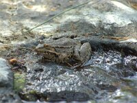 Pelophylax bedriagae 3, Levantijnse meerkikker, adult, Saxifraga-Theo Verstrael