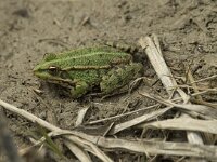 Pelophylax esculentus 35, Middelste groene kikker, Saxifraga-Willem van Kruijsbergen