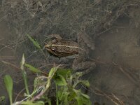 Rana perezi 4, Iberische meerkikker, Saxifraga-Willem van Kruijsbergen