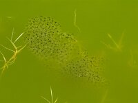 Rana temporaria 25, Bruine kikker, Saxifraga-Kees Marijnissen