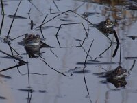 Rana temporaria 35, Bruine kikker, Saxifraga-Rudmer Zwerver