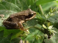 Rana temporaria 42, Bruine kikker, Saxifraga-Frank Dorsman  Rana temporaria, Bruine kikkerAW-duinen 290611
