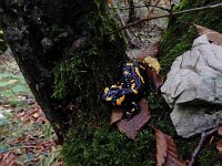 Salamandra salamandra 38, Vuursalamander, Saxifraga-Ed Stikvoort : Dobrec - Grnjac a900