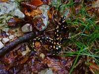 Salamandra salamandra 42, Vuursalamander, Saxifraga-Ed Stikvoort : Moscenicka a900