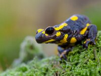 Poisonous Fire salamander in its natural habitat  Toxic Fire salamanders (Salamandre salamandre) live in central European old deciduous forests and are more common in hilly areas with lots of dead trunks. : 2000, Netherlands, amphibian, amphibious, animal, black, creature, deciduous, ecology, environment, family, fauna, fire, forest, germany, habitat, hasbruch, hill, limburg, mountains, natura, natural, nature, neurotoxic, newt, orange, pattern, poison, poisonous, rare, real, river, salamander, salamandra, sign, species, spots, spotted, stream, threatened, toxic, tree, vertebrate, warning, wet, wild, wildlife, yellow, zuid