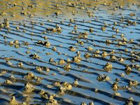 Arenicola marina 7, Wadpier, Saxifraga-Foto Fitis-Sytske Dijksen