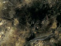 Chaetopterus variopedatus, Parchment Worm