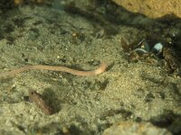 Eiseniella tetraeda, Square Tail Worm