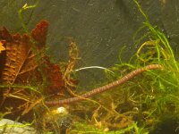 Erpobdella octoculata, Leech