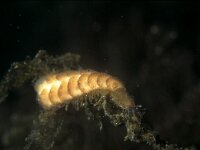 Harmothoe impar 2, Saxifraga-Eric Gibcus