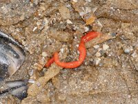 Lanice conchilega 5, Schelpkokerworm, Saxifraga-Foto Fitis-Sytske Dijksen