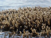 Lanice conchilega 6, Schelpkokerworm, Saxifraga-Foto Fitis-Sytske Dijksen