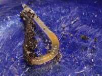 Microscolex phosphoreus