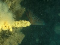 Sabella discifera 2, Saxifraga-Eric Gibcus