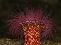 Actinia fragacea 3, Aardbei-anemoon, Saxifraga-Foto Fitis-Sytske Dijksen