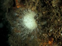 Alcyonium digitatum, Dead Man's Fingers