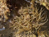 Anemonia viridis, Snakelocks Anemone