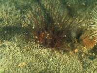 Cerianthus lloydii, Lesser Cylinder Anemone